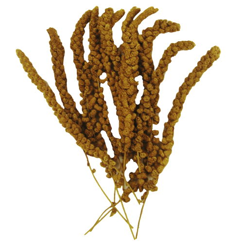 Krakerler Ve Dal Darı