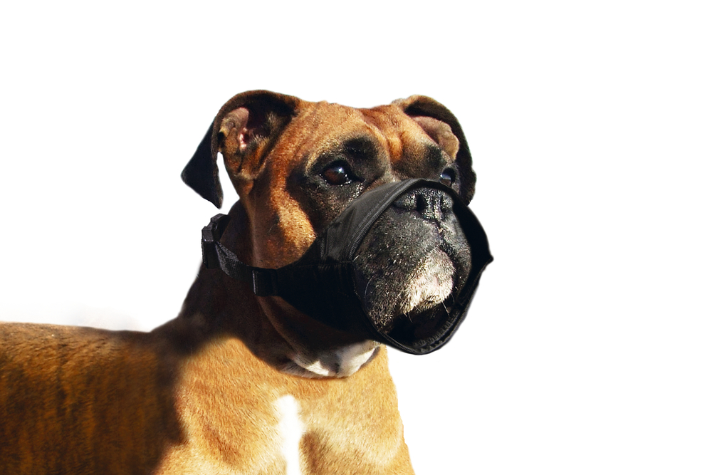 Karlıe Köpek Ağızlığı Özel