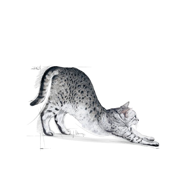 Royal Canin Indoor 27 Ev Kedileri İçin Yetişkin Kedi Maması 2 Kg