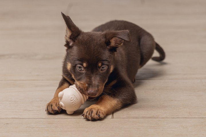 Beeztees  Yavru Köpek Sumo Mını Dental Oyuncak Xs
