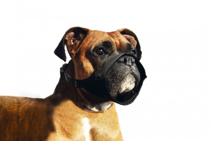 Karlıe Köpek Ağızlığı Özel