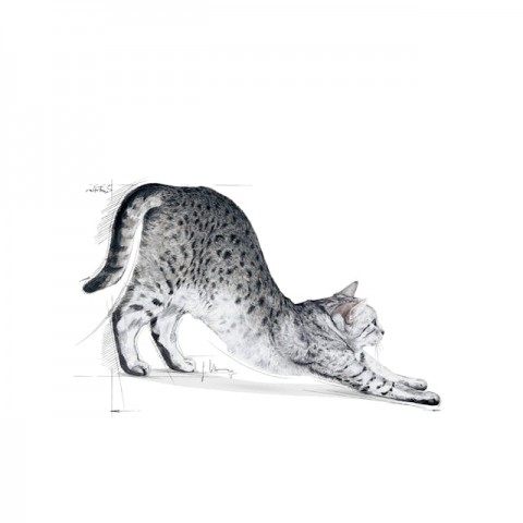 Royal Canin Indoor 27 Ev Kedileri İçin Yetişkin Kedi Maması 2 Kg