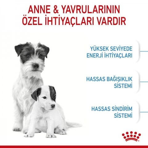Royal Canin Mini Starter Küçük Irk Anne ve Yavru Köpek Maması 4 Kg