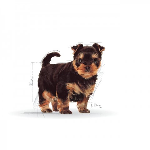 Royal Canin Yorkshire Terrier Puppy Yavru Köpek Maması 1,5 Kg
